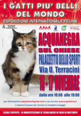 I gatti piu' belli del mondo - esposizione internazionale felina